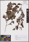 Foto von Salix aurita L.